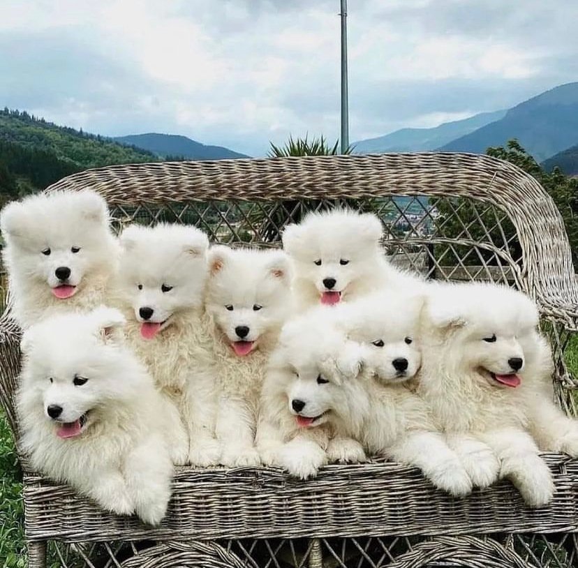 samoyed puppies for sale