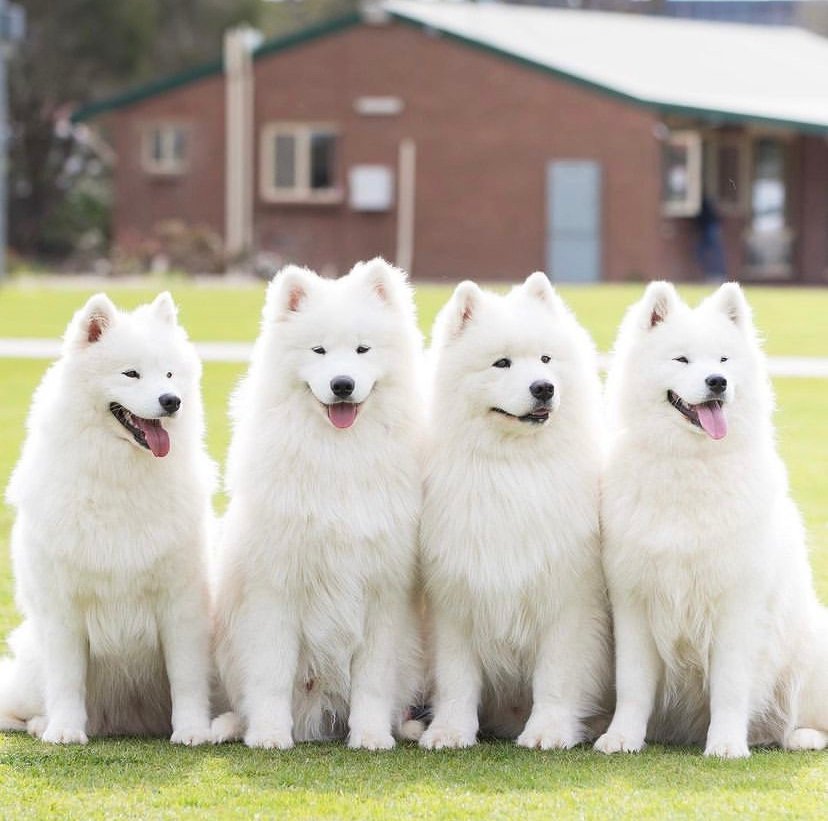 samoyed puppies for sale