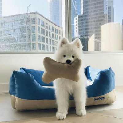 samoyed puppies for adoption