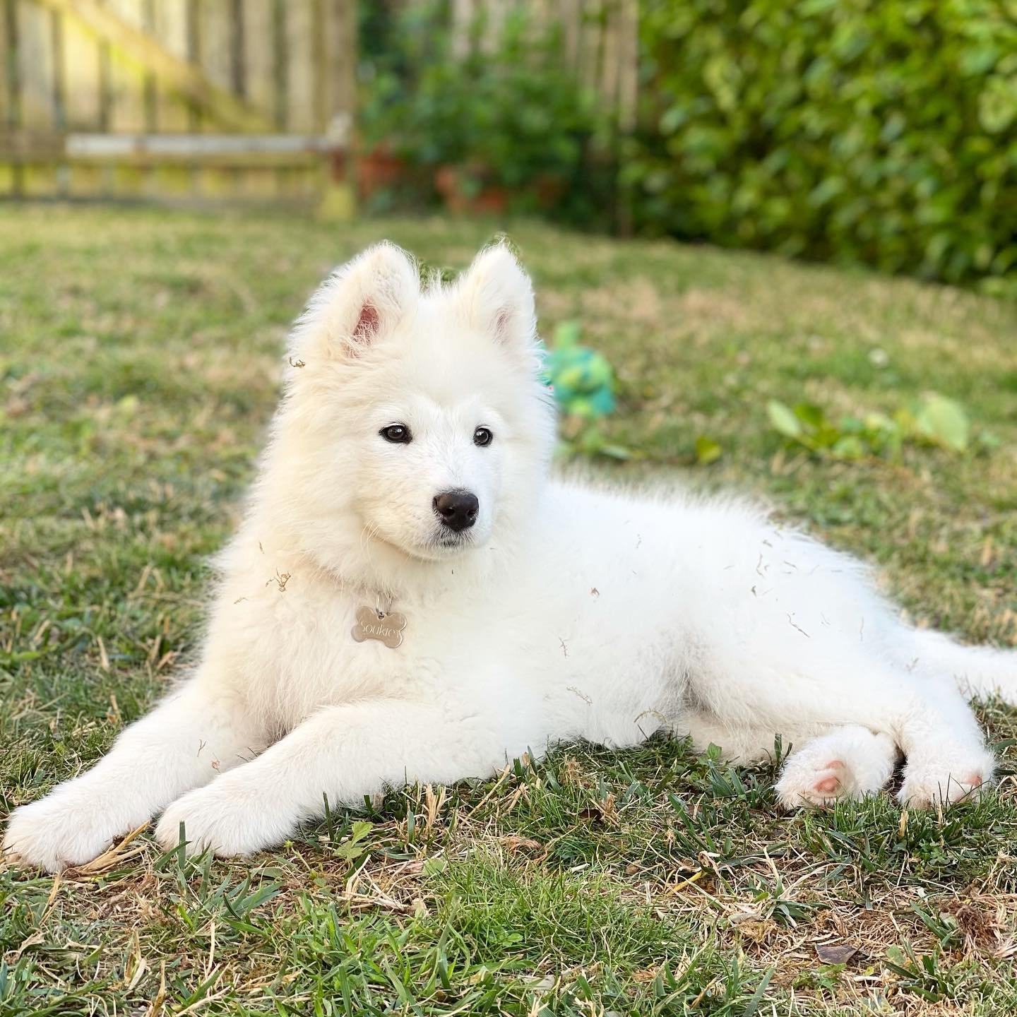 Read more about the article Samoyed Puppy Adoption