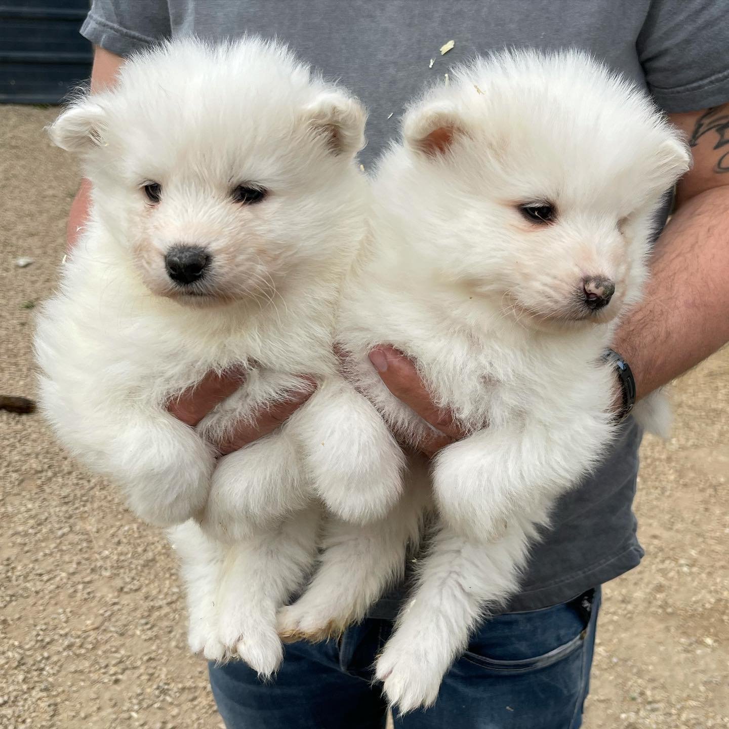 Read more about the article Buy Samoyed puppies online
